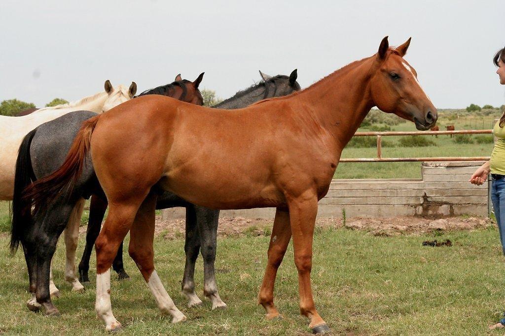 Calcrete Reining Regal